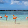 Conjunto Flamingo Renaissance