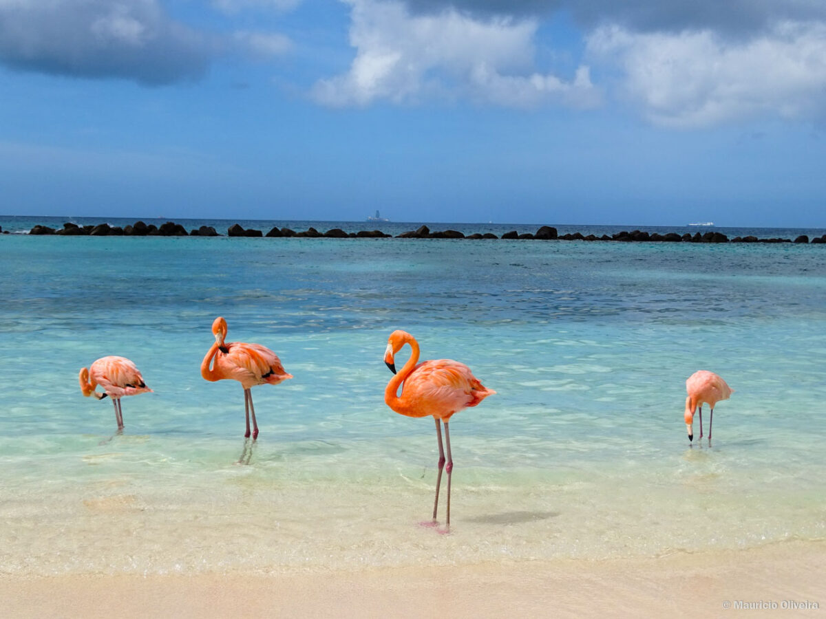 Conjunto Flamingo Renaissance - foto 4